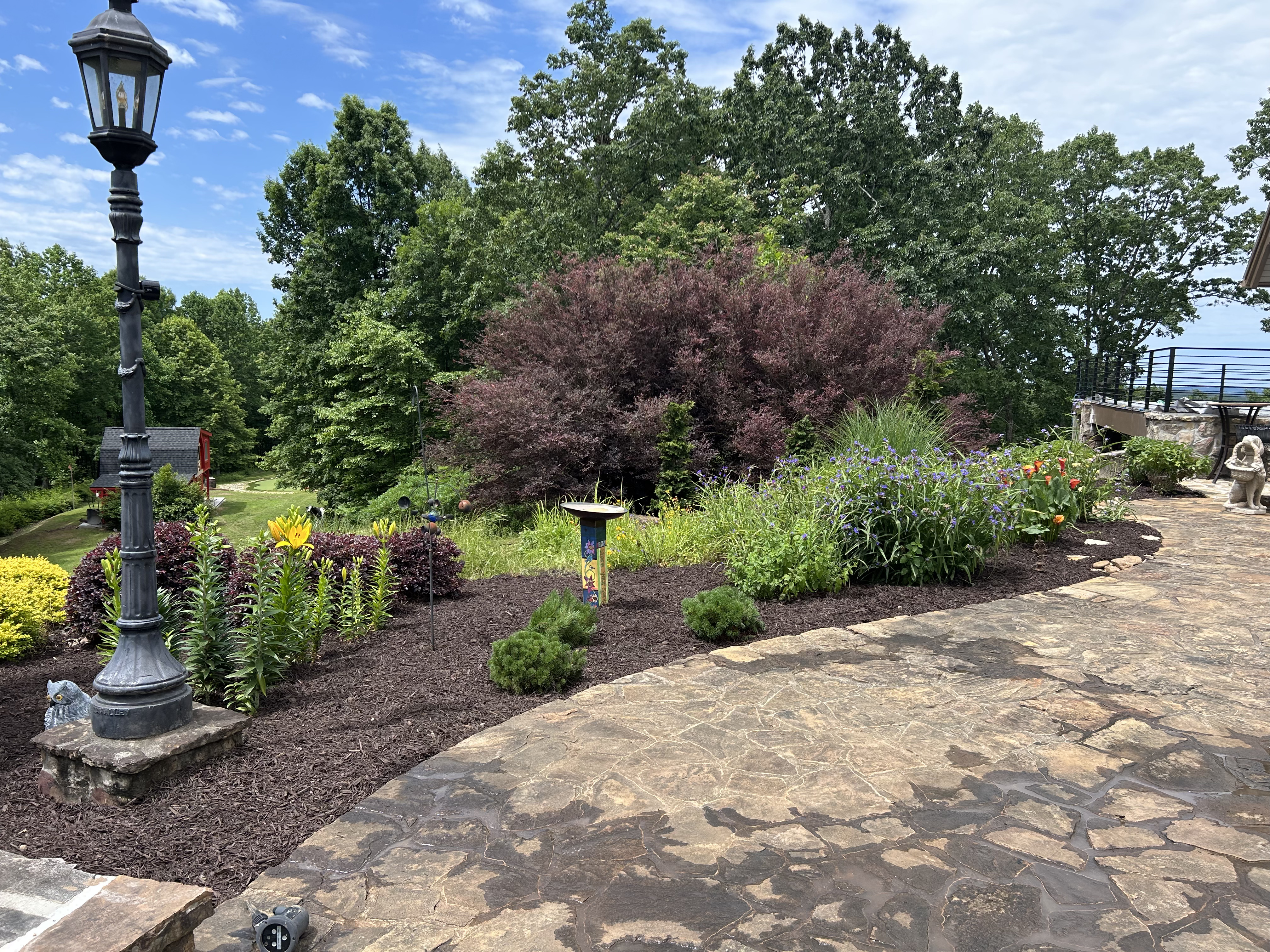 New Planted Shrubs