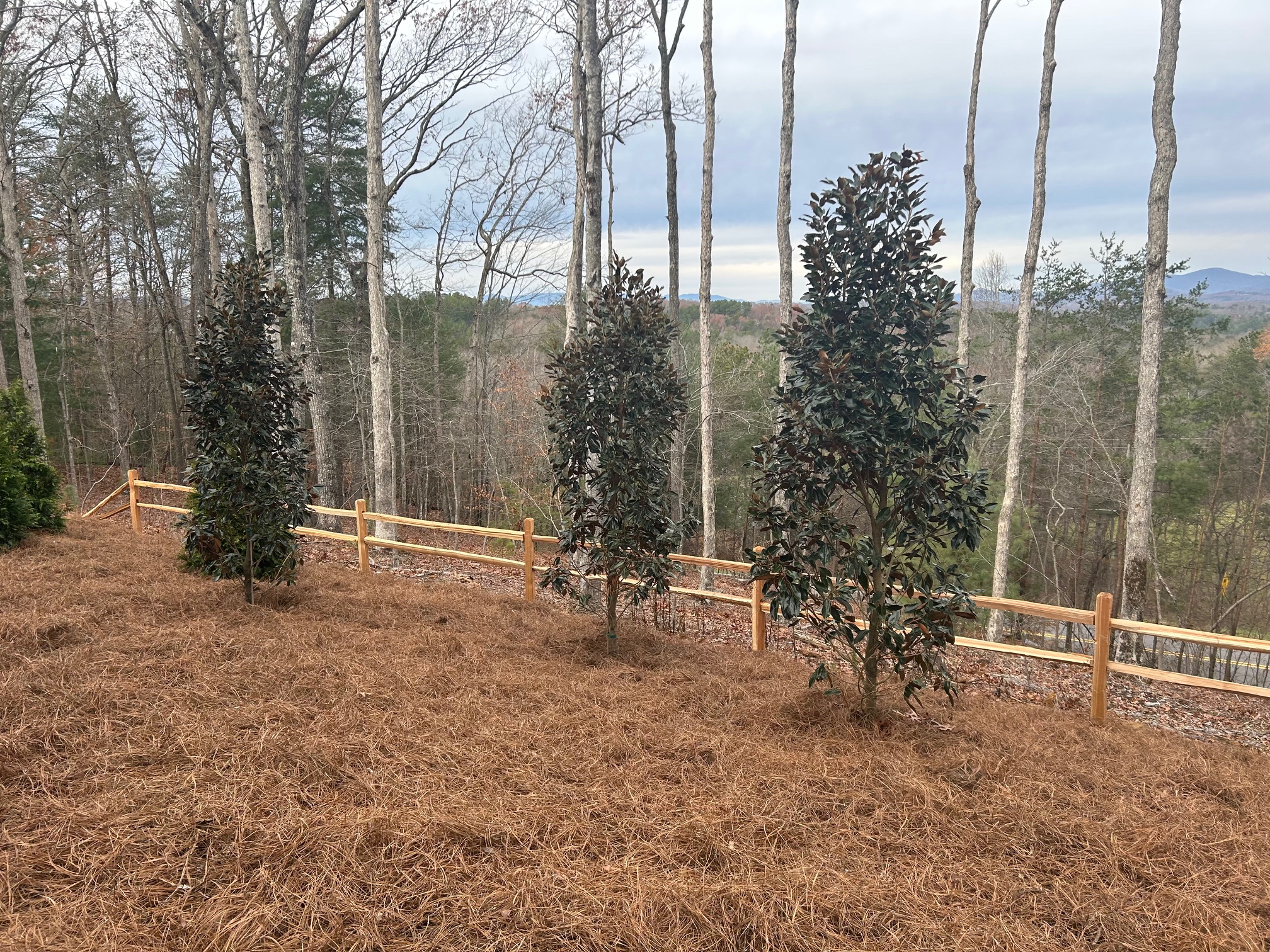 New Planted Trees