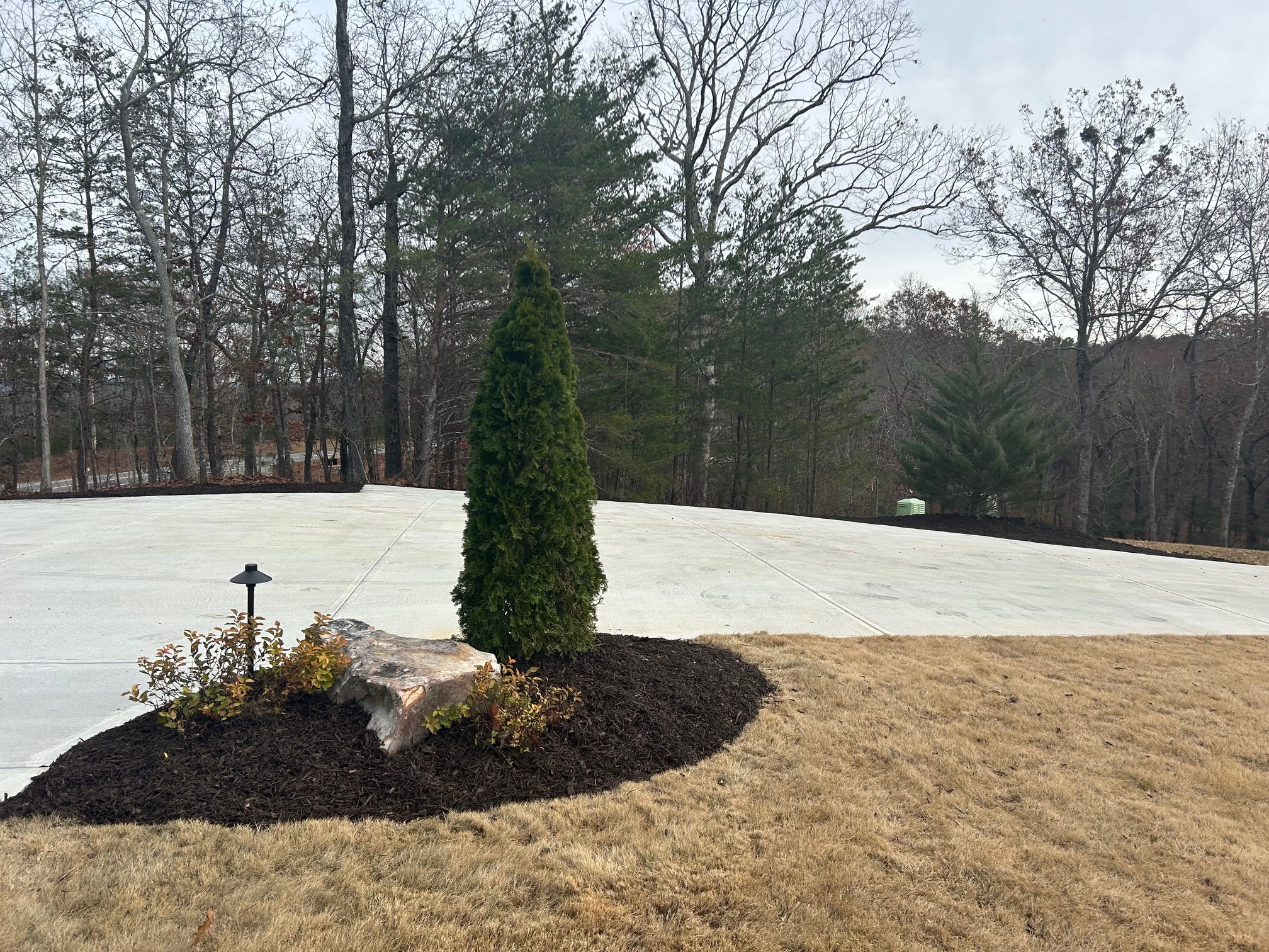 New Planted Trees