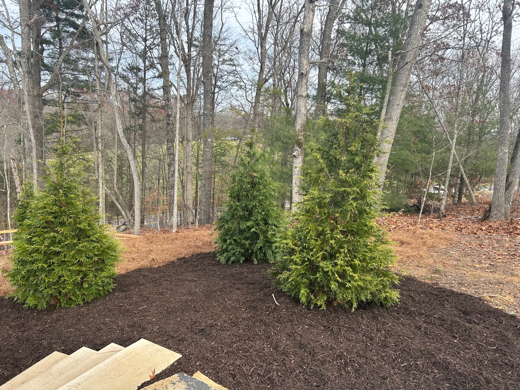 New Planted Trees