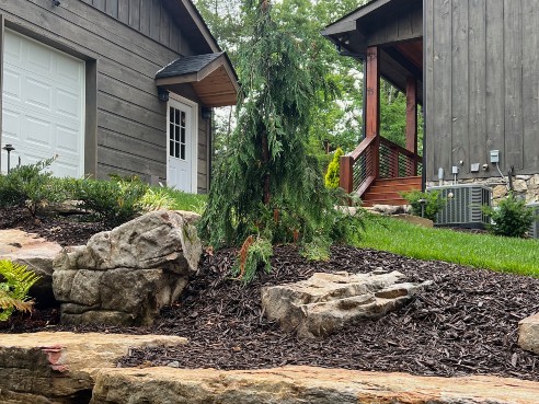 New Planted Trees